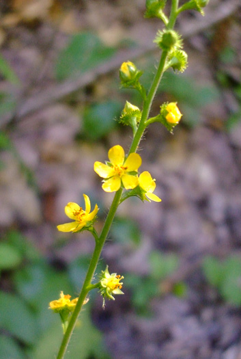 image of Agrimonia gryposepala, Common Agrimony, Swamp Agrimony