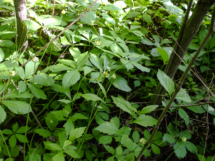 image of Allium canadense, Wild Onion, Meadow Garlic