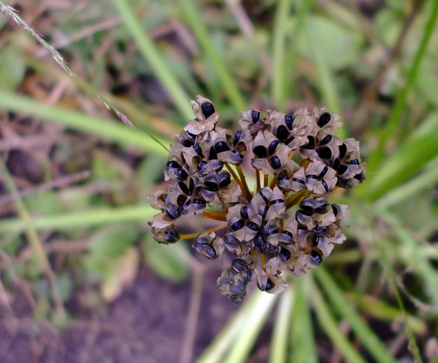 image of Allium stellatum, Glade Onion, Prairie Onion