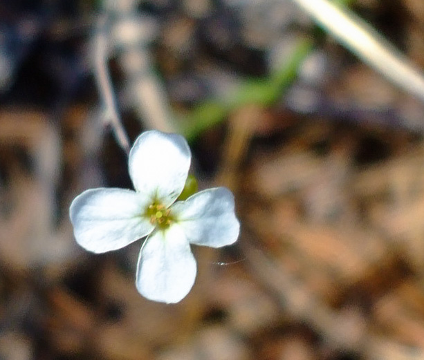 image of Arabidopsis lyrata ssp. lyrata, Lyreleaf Rockcress, Dwarf Rockcress, Sandcress