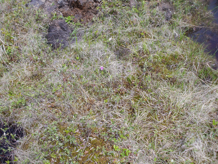 image of Arethusa bulbosa, Bog-rose, Dragon's-mouth, Arethusa