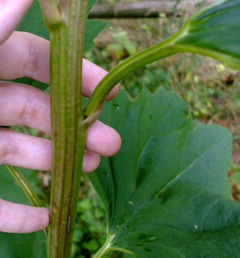 image of Arnoglossum reniforme, Great Indian-plantain