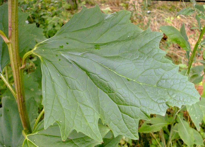 image of Arnoglossum reniforme, Great Indian-plantain