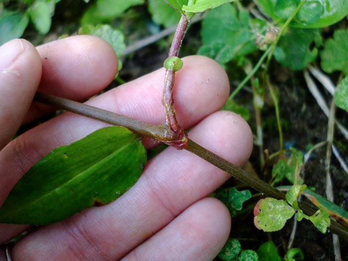 image of Commelina diffusa, Spreading Dayflower, Creeping Dayflower