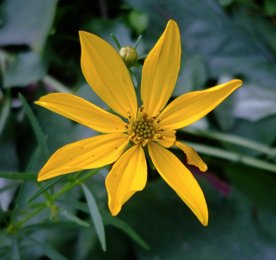 image of Coreopsis delphiniifolia, Larkspur-leaf Tickseed, Larkspur Coreopsis