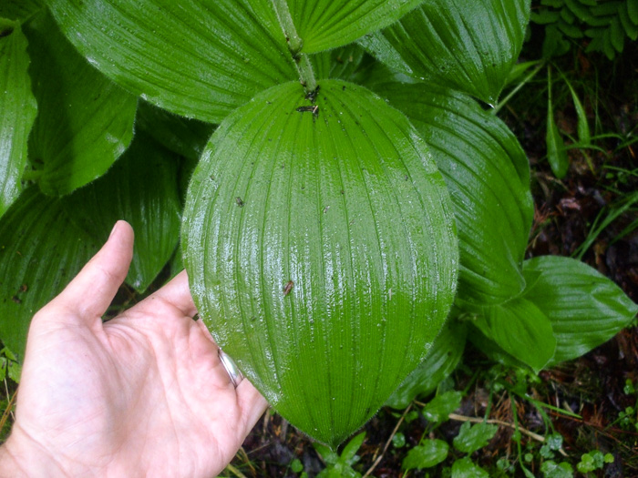 image of Cypripedium reginae, Showy Lady's Slipper, Queen Lady's Slipper