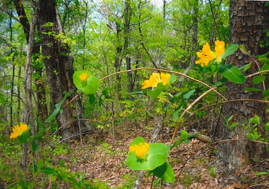 Yellow Honeysuckle (Lonicera flava)