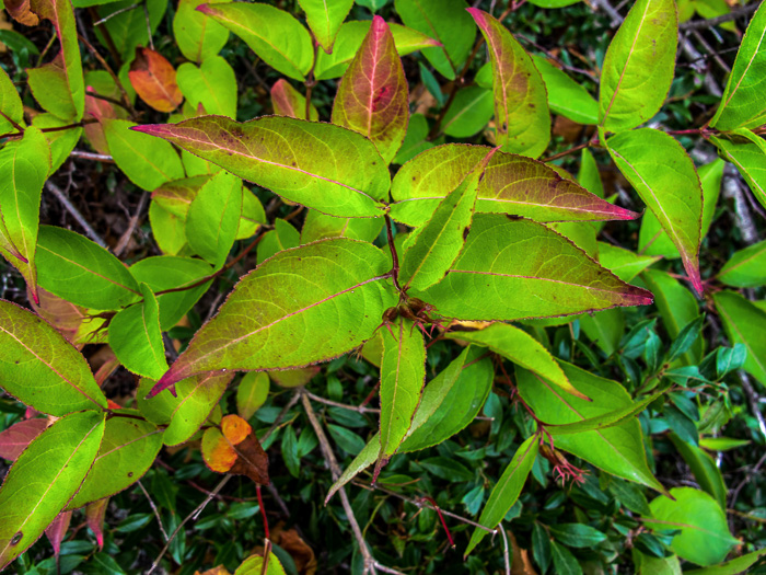 image of Diervilla lonicera, Northern Bush-honeysuckle