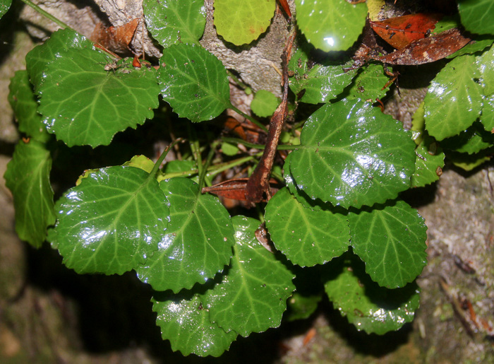 image of Shortia brevistyla, Northern Shortia, Northern Oconee Bells