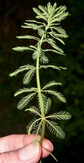 image of Myriophyllum aquaticum, Parrot-feather