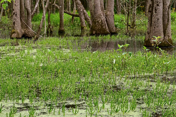 image of Hottonia inflata, Featherfoil, Water-violet