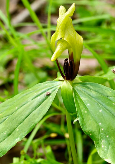 image of Trillium oostingii, Wateree River Trillium