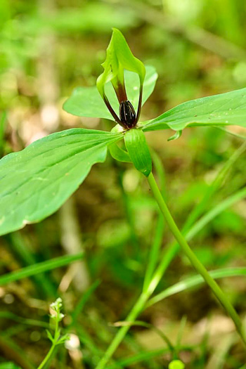 image of Trillium oostingii, Wateree River Trillium