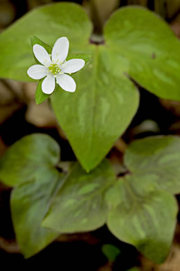 image of Hepatica acutiloba, Sharp-lobed Hepatica, Sharp-lobed Liverleaf