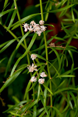 image of Asparagus aethiopicus, Sprenger’s Asparagus-fern, Emerald-fern