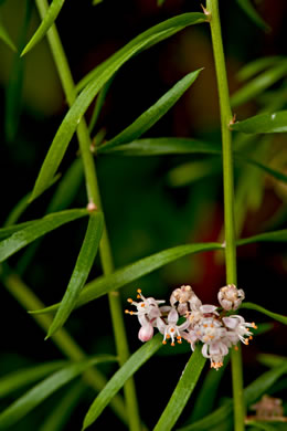 image of Asparagus aethiopicus, Sprenger’s Asparagus-fern, Emerald-fern