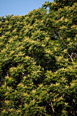 image of Ailanthus altissima, Ailanthus, Tree-of-heaven, Stink-tree