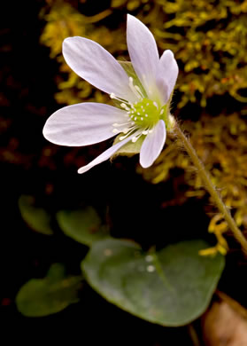 image of Hepatica americana, Round-lobed Hepatica, Round-lobed Liverleaf