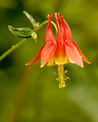 image of Aquilegia canadensis, Eastern Columbine, Canada Columbine