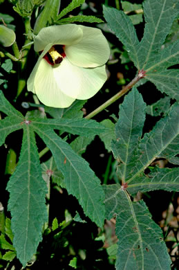 image of Abelmoschus esculentus, Okra, Gumbo