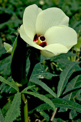 image of Abelmoschus esculentus, Okra, Gumbo