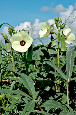 image of Abelmoschus esculentus, Okra, Gumbo