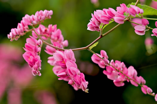 image of Antigonon leptopus, Love-chain, Queen's-jewels, Confederate-vine, Corallita