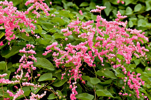 image of Antigonon leptopus, Love-chain, Queen's-jewels, Confederate-vine, Corallita