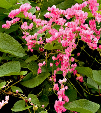 image of Antigonon leptopus, Love-chain, Queen's-jewels, Confederate-vine, Corallita