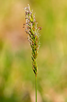 panicle