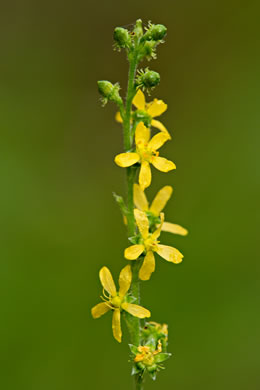 image of Agrimonia parviflora, Southern Agrimony, Small-flowered Agrimony, Harvestlice