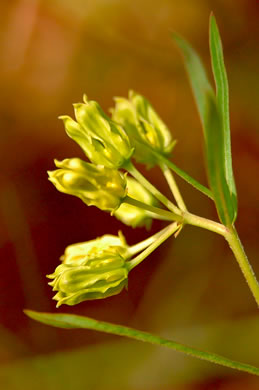 image of Asclepias pedicellata, Stalked Milkweed, Savanna Milkweed