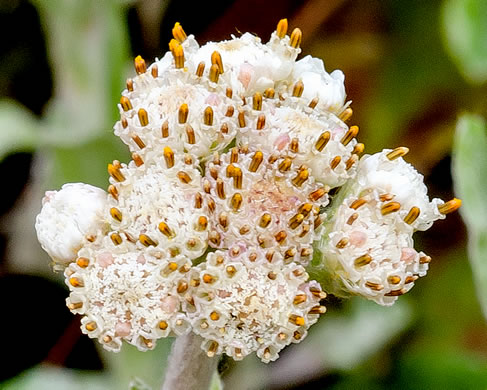 image of Antennaria plantaginifolia, Plantainleaf Pussytoes, Plantain Pussytoes