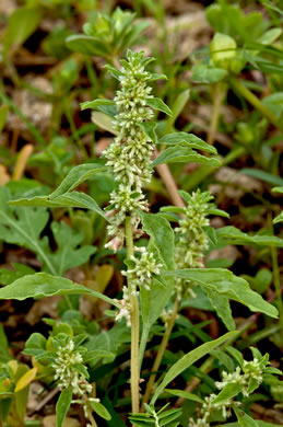 image of Amaranthus polygonoides, Tropical Amaranth, Smartweed Amaranth