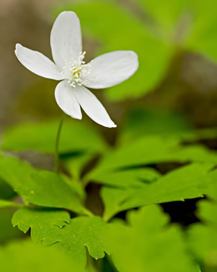 image of Anemone quinquefolia, Wood Anemone