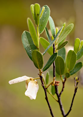 image of Asimina reticulata, Netleaf Pawpaw