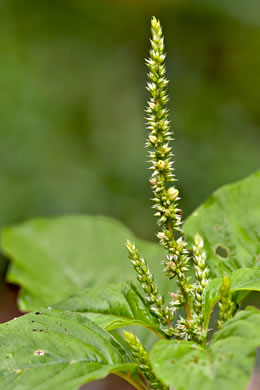 image of Amaranthus spinosus, Spiny Amaranth