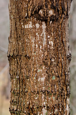 image of Acer saccharum var. saccharum, Sugar Maple, Hard Maple, Sugar-tree