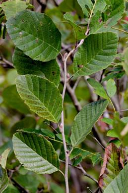 image of Alnus serrulata, Tag Alder, Hazel Alder, Smooth Alder