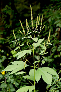 image of Ambrosia trifida var. trifida, Giant Ragweed, Great Ragweed