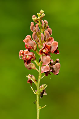 image of Apios americana, American Groundnut, Common Groundnut