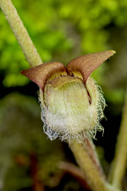 image of Asarum reflexum, Reflexed Wild Ginger