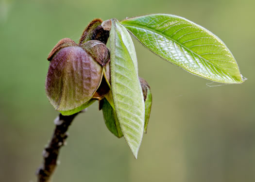 image of Asimina triloba, Common Pawpaw, Indian-banana