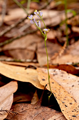 Violet Burmannia