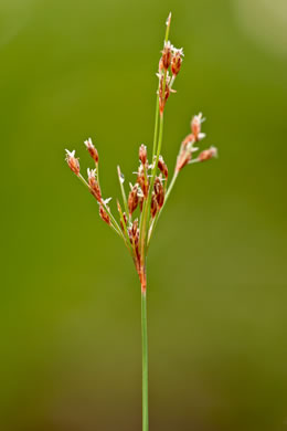 image of Bulbostylis coarctata, Elliott's Hairsedge