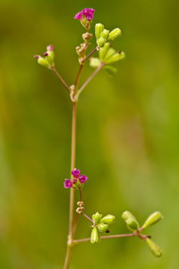 image of Boerhavia diffusa, Red Spiderling, Spreading Hogweed