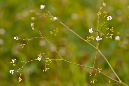 image of Boerhavia erecta, Erect Spiderling, Smooth Hogweed