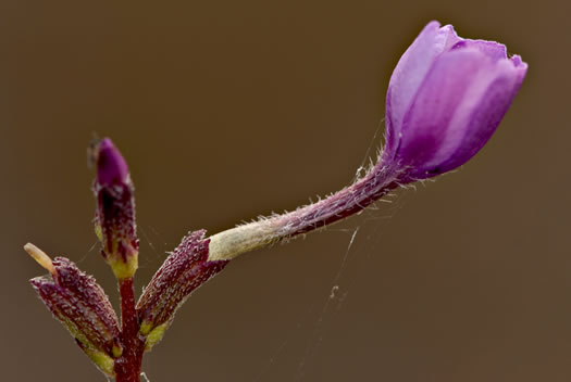 image of Buchnera floridana, Savanna Bluehearts, Florida Bluehearts, Buchnera