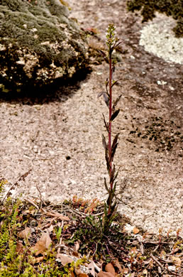 Missouri Rockcress