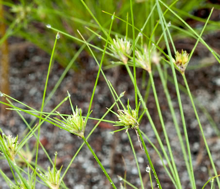 spikelet